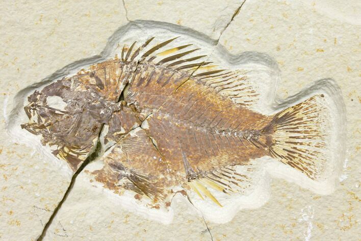 Bargain Fossil Fish (Priscacara) - Green River Formation #131179